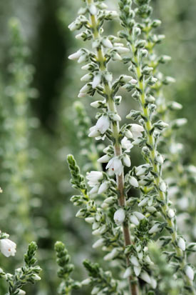 Floraison de calluna Velvet Fascination