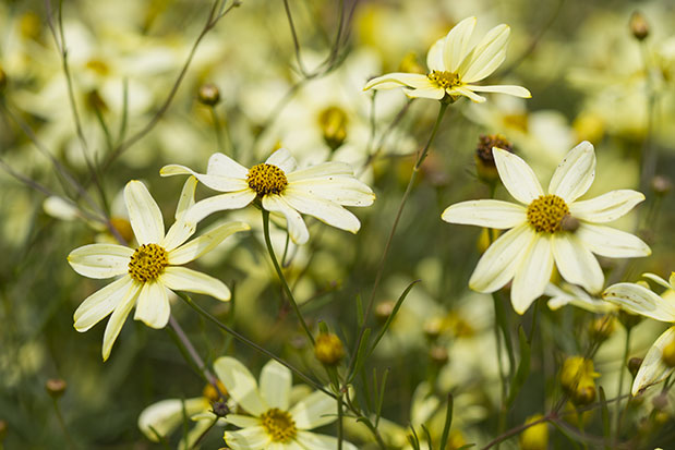 Coreopsis verticillata Moonbeam