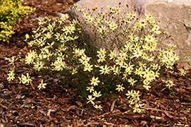 Coreopsis verticillata Moonbeam