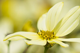 Coreopsis verticillata Moonbeam