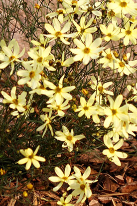 Coreopsis verticillata Moonbeam