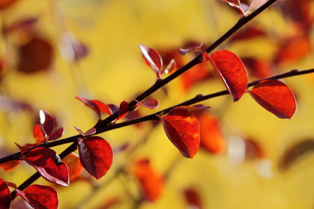 Feuillage d'automne