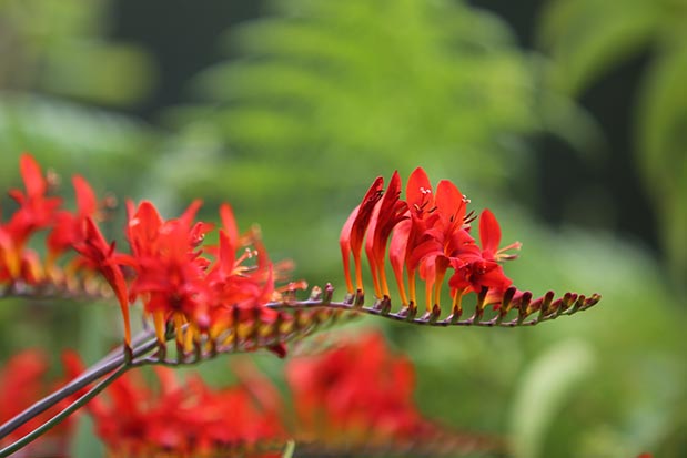 Floraison Crocosmia x Lucifer