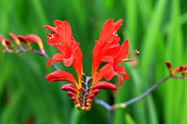 Floraison Crocosmia x Lucifer