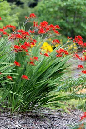 Floraison Crocosmia x Lucifer