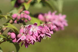 Inflorescence