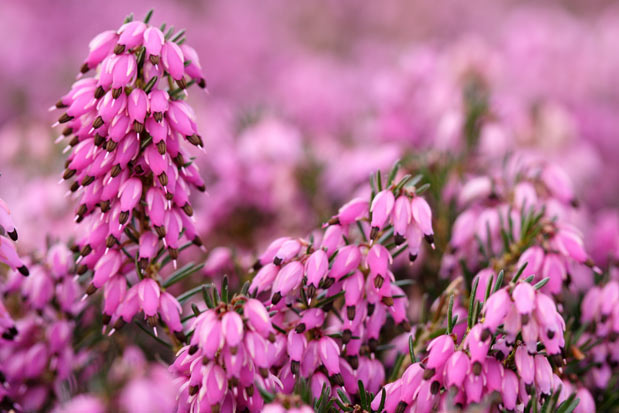 Floraison erica Myretoun Ruby