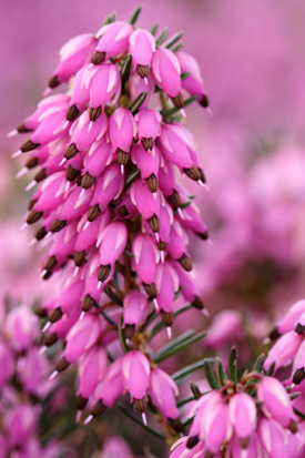 Floraison de erica Myretoun Ruby