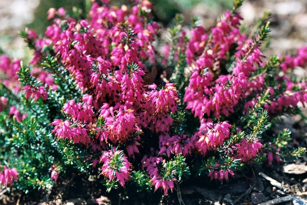 Floraison erica Rosalie