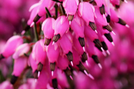 Floraison erica Rosalie