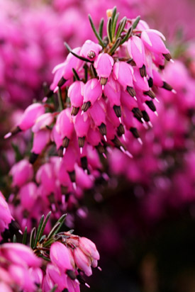 Floraison de erica Rosalie