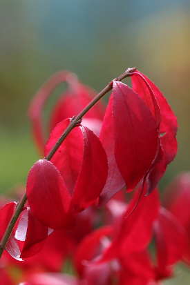 Feuillage d'automne