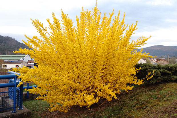 Forsythia en fleur