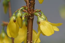 Fleurs de forsythia