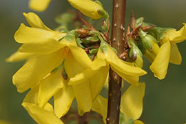 Fleurs de forsythia