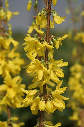 Floraison forsythia