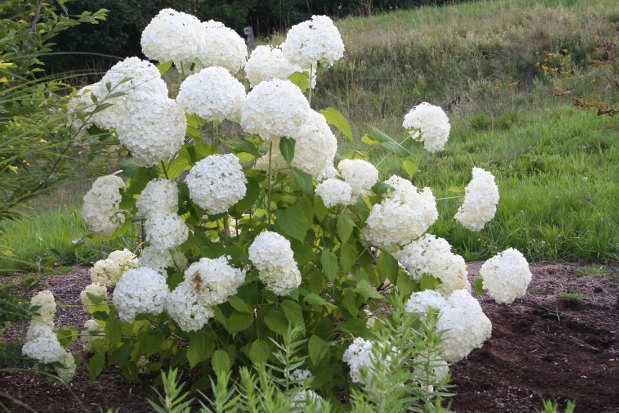 Vue générale hydrangea annabelle