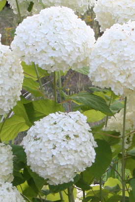 Inflorescences