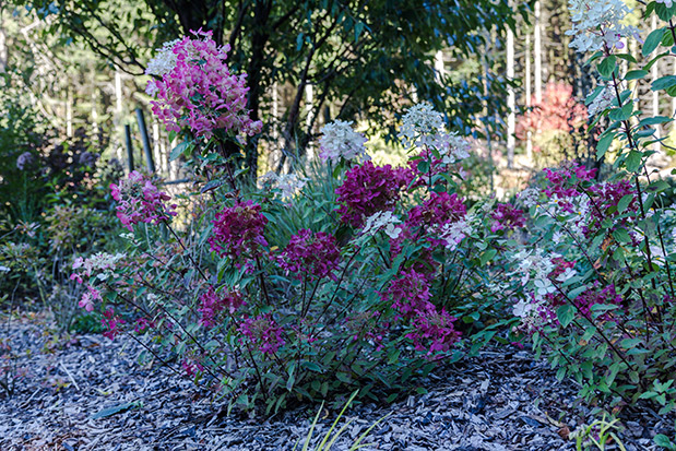 Hydrangea paniculata Diamant Rouge