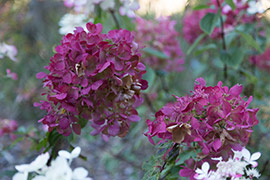 Inflorescence