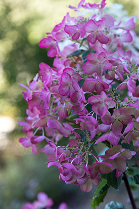 Inflorescences