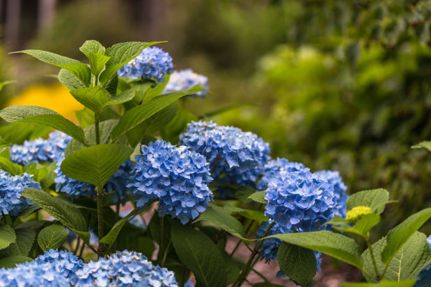 Vue générale hydrangea semperflorens