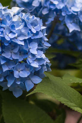 Inflorescences