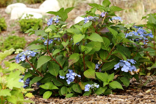 Vue générale hydrangea twit and shoot