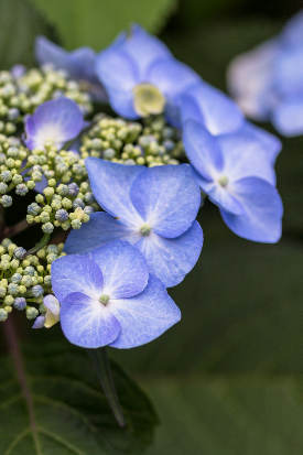 Inflorescences