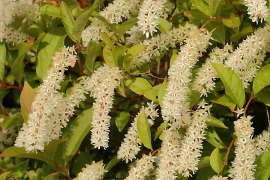 inflorescence