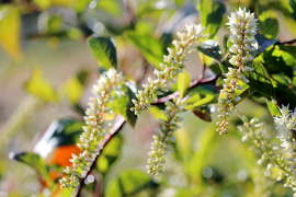 inflorescences en bouton