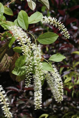 Inflorescence