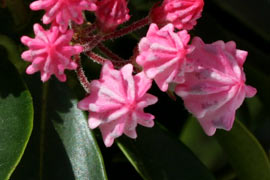 Kalmia latifolia corona fleurs