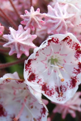 Kalmia latifolia ginkona fleurs