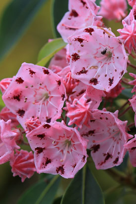 Kalmia latifolia moyland fleurs