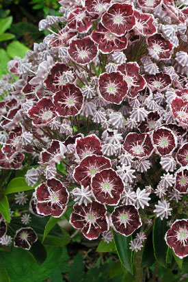Kalmia latifolia tadeusz fleurs