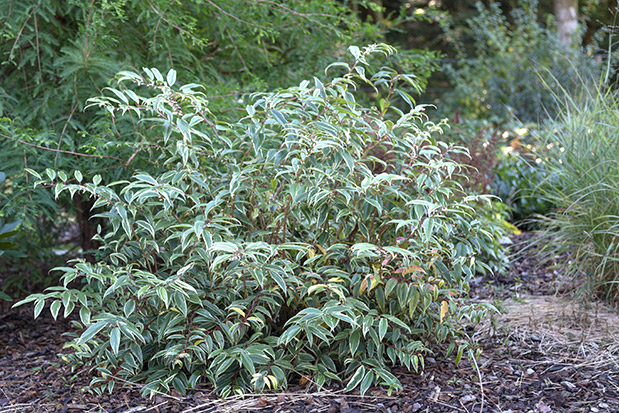 Leucothoe fontanesiana Whitewater