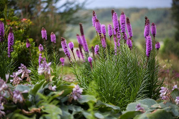 Liatris spicata