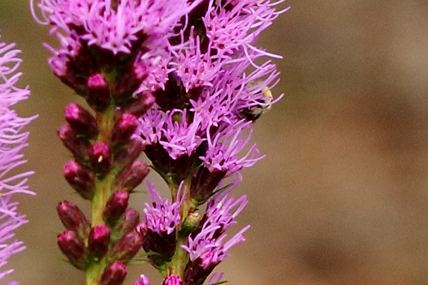 Liatris spicata