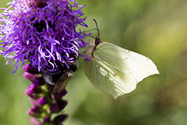 Liatris spicata