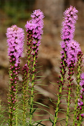 Liatris spicata