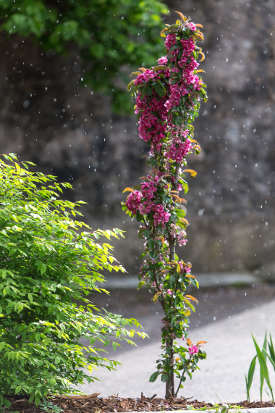 Vue générale pommier à fleurs Appolo