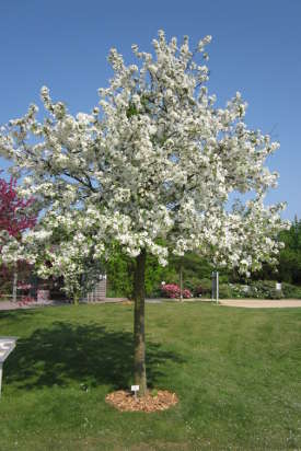 Vue générale pommier à fleurs