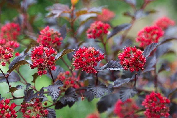 Physocarpus opulifolius Diable d'or