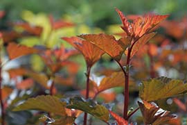 Physocarpus opulifolius Diable d'or