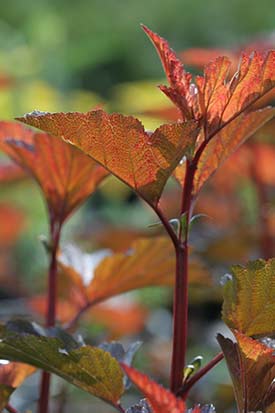 Physocarpus opulifolius Diable d'or