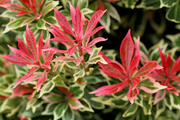 Pieris montain fire feuilles