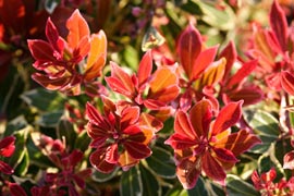 Pieris montain fire feuilles