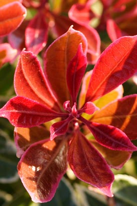 Pieris montain fire feuilles