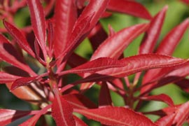 Pieris montain fire feuilles